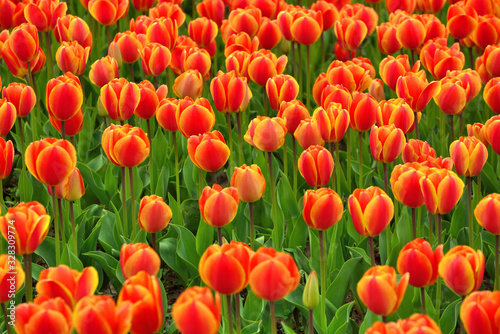 Beautiful tulip garden