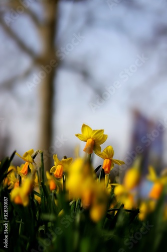 yellow flowers in spring