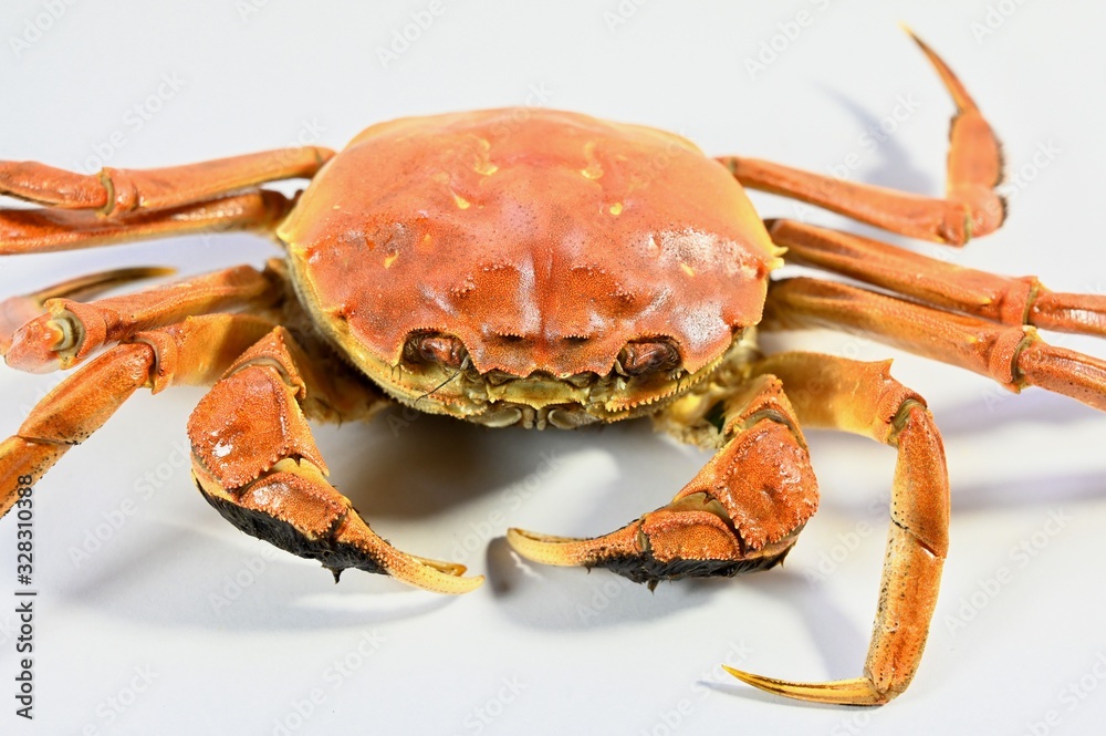 Hairy crabs in Yangcheng Lake, China