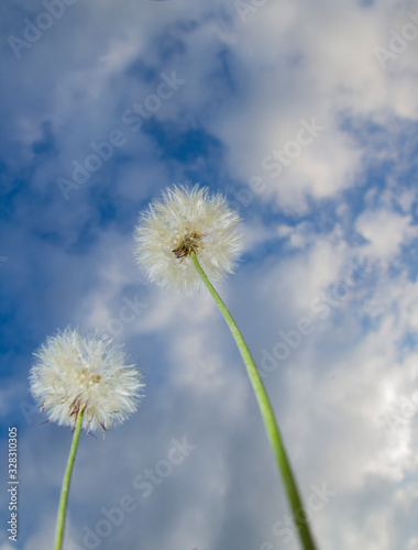 two white dandelion  taraxacum officinalis  or erythrospermum plant flower against a blurry blue sky and clouds  low angle