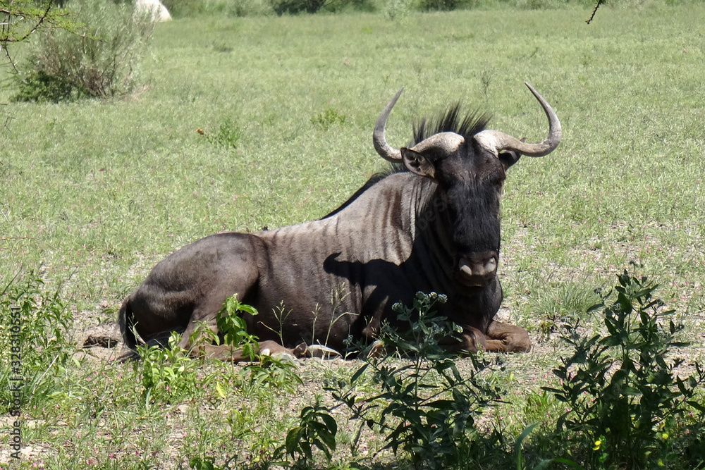 Connochaetes taurinus taurinus Connochaetes taurinus taurinus