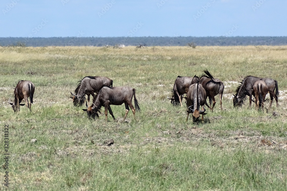 Connochaetes taurinus taurinus Connochaetes taurinus taurinus
