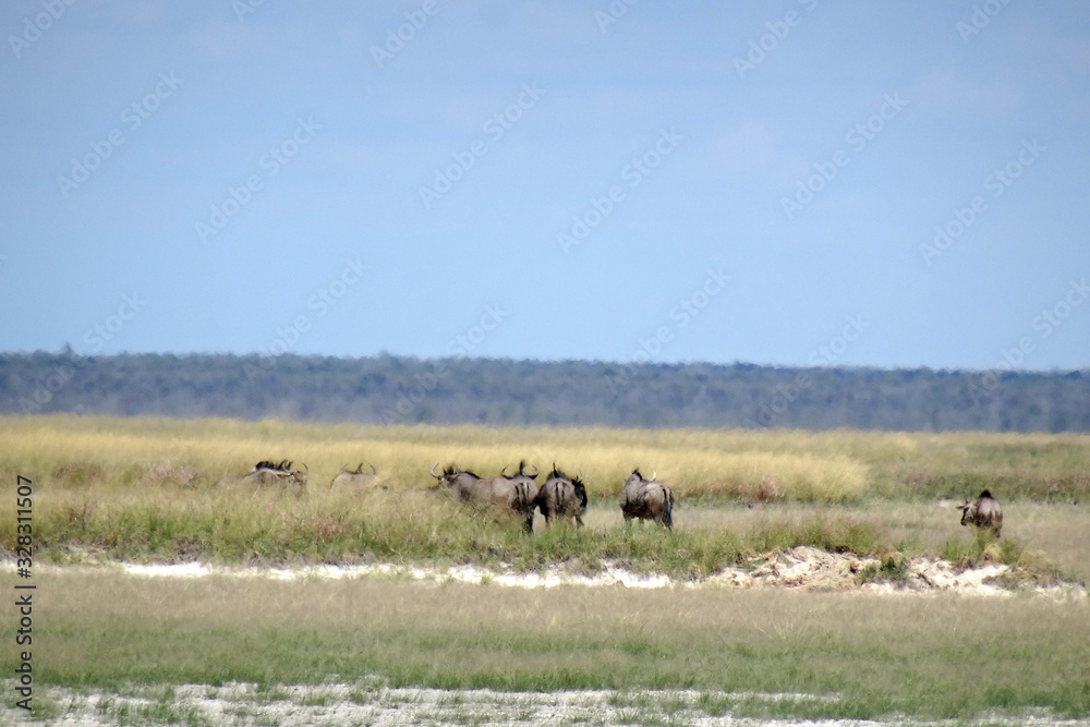 Connochaetes taurinus taurinus