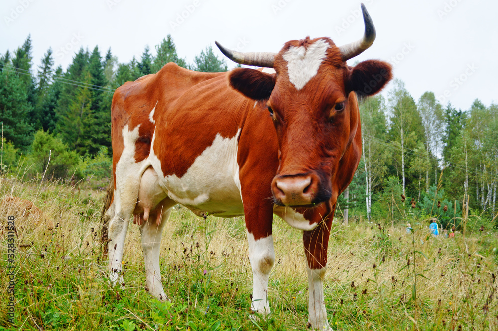 A cow with brown-white fur and horns grazes in a clearing with green grass on a summer day A cow with brown-white fur and horns grazes in a clearing with green grass on a summer day