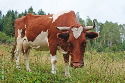 A cow with brown-white fur and horns grazes in a clearing with green grass on a summer day © Vira