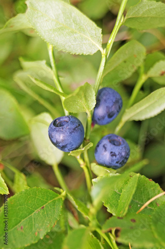 Blueberry branch with juicy dark blue berries and green leaves in a clearing in the forest