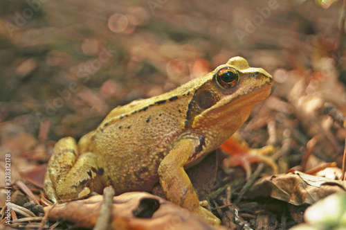 Forest frog with wet shiny skin sits on yellow leaves in the forest © Vira