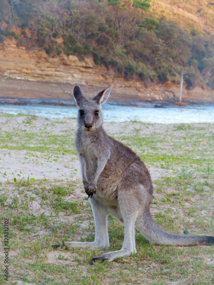 Kangaroo on Beach Kangaroo on Beach