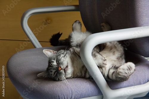 Fotografie tabby cat in relaxed position, lies on a office chair