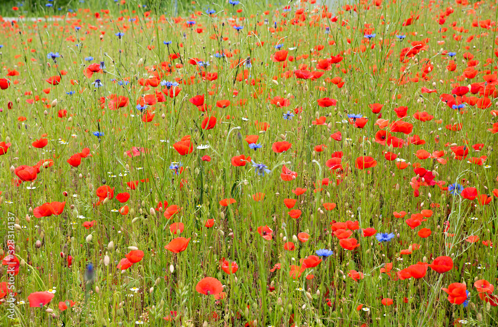 wildflower meadow with red poppies and blue cornflowers