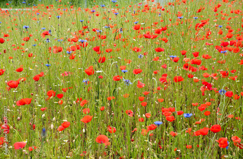 wildflower meadow with red poppies and blue cornflowers