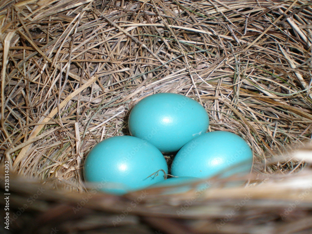 Blue bird eggs intact in nest Blue bird eggs intact in nest