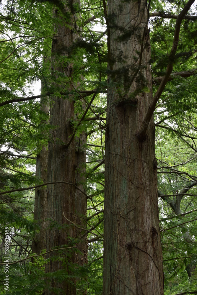 Fototapeta premium trees in forest