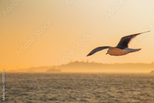 A Seagull escorting a ferryboat during sunset at Bosporus