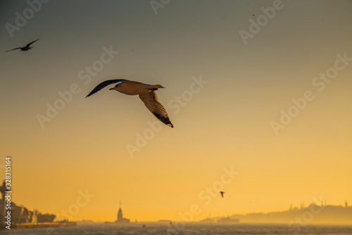A Seagull escorting a ferryboat during sunset at Bosporus © Solidasrock