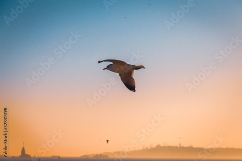 A Seagull escorting a ferryboat during sunset at Bosporus