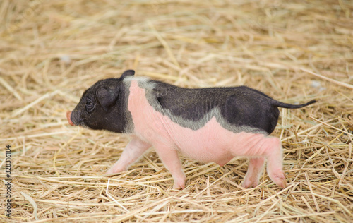 Cute pig bagy walking in farmyard