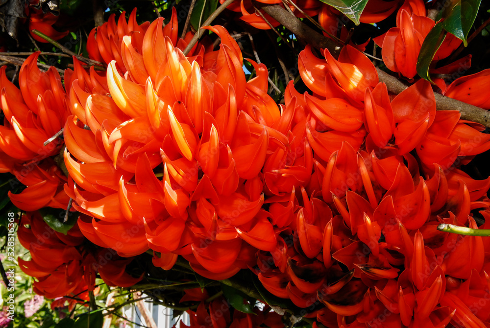 Mucuna (Mucuna novo-guineesis) dans un jardin de l'île de La Réunion.