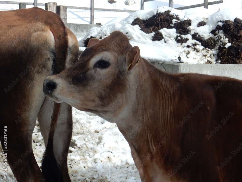 cows in Splugen in winter, Canton of Grisons, Switzerland