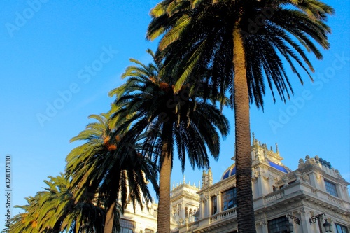 palm tree in front of a building