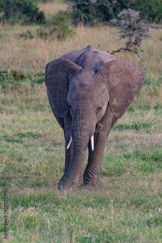baby elephant in kenya