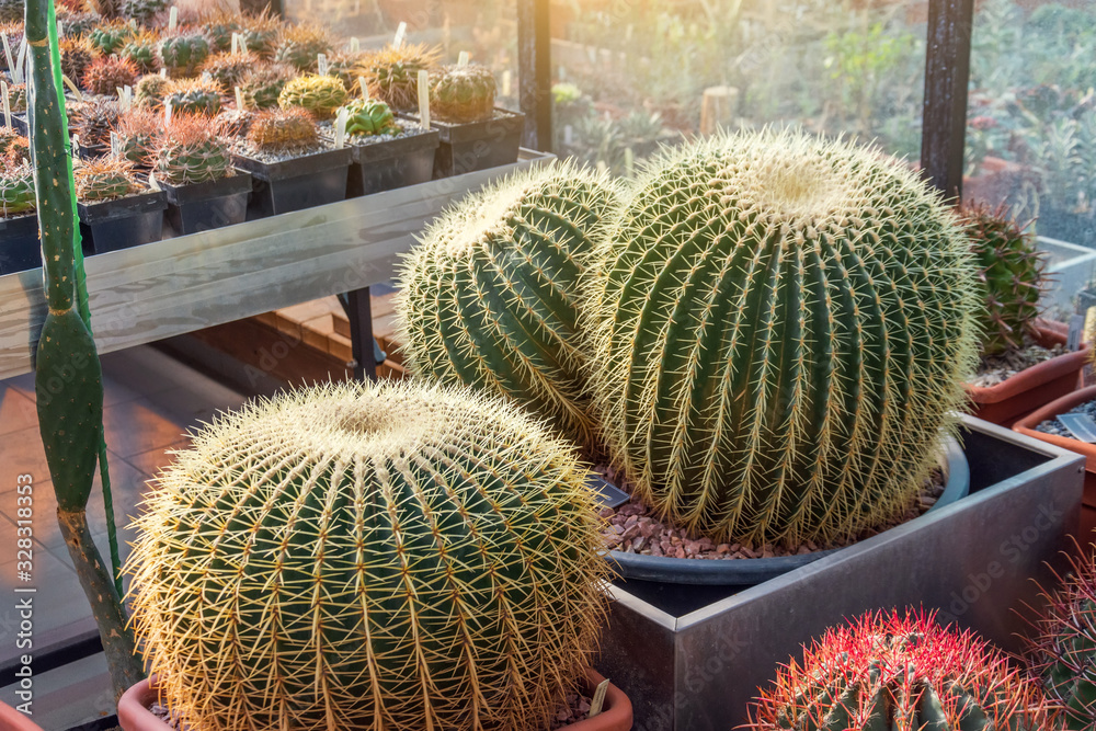 Three large round cacti in a tropical desert greenhouse. Three large round cacti in a tropical desert greenhouse.