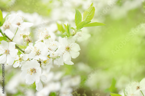 Spring nature background with cherry white flowers and green leaves