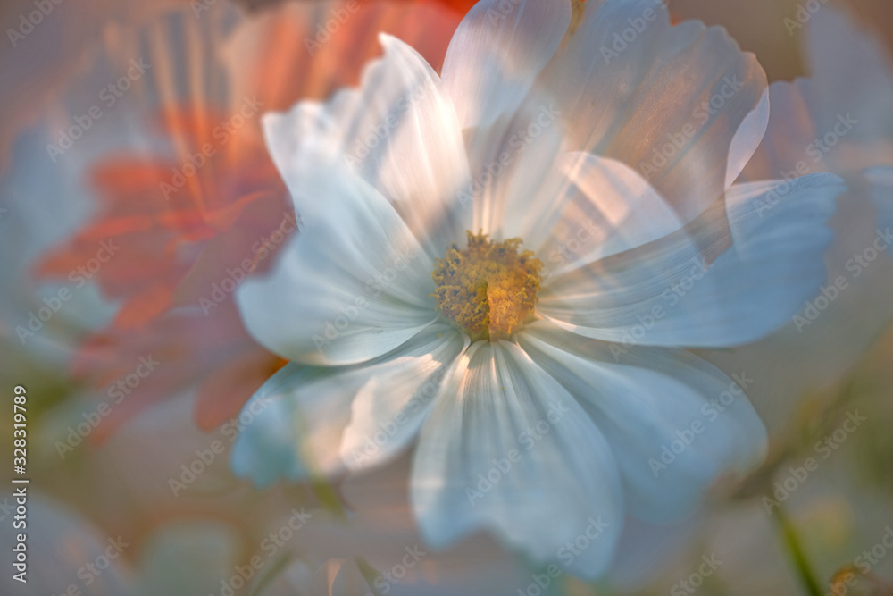 Fototapeta premium flowers