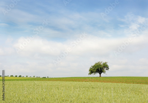 Lonely Tree in Summer Field of Rothenburg, Germany in June 2016 photo