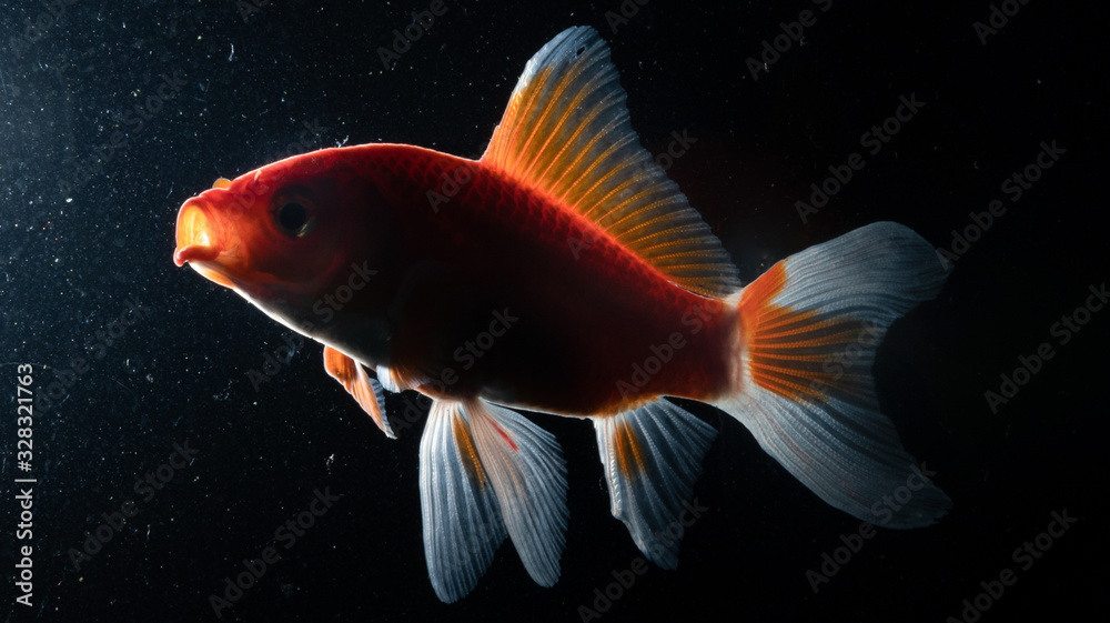 Goldfish in Aquarium with black background Goldfish in Aquarium with black background