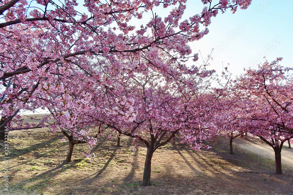 Fototapeta premium 河津桜|いせさき市民のもり公園