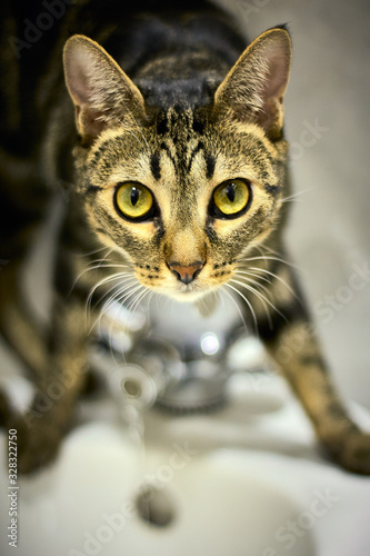 Fototapeta Naklejka Na Ścianę i Meble -  A lovely striped cat lying