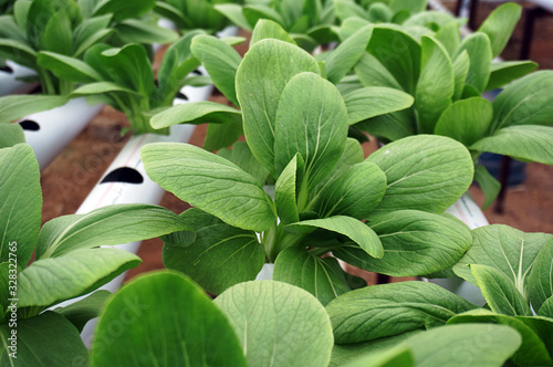 pakcoy in hydroponic pipe. Hydroponic vegetables farm.   photo