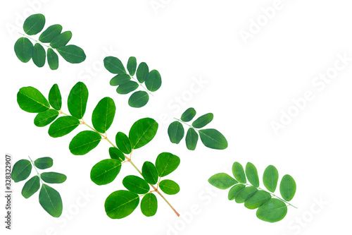 Moringa leaf on white background.