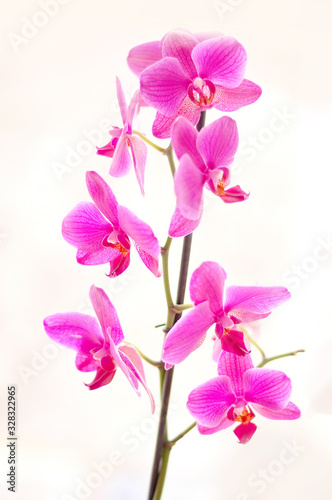 Fototapeta Naklejka Na Ścianę i Meble -  Blooming purple orchid. Branch with large flowers of a purple orchid on a light background. Very bright art photo with a floral background. Selective focus.