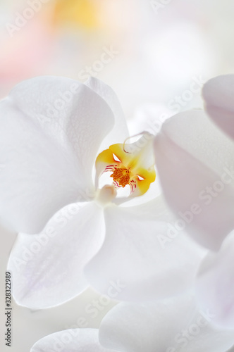 Blooming white orchid. Branch with large flowers of a white orchid on a light background. Very bright art photo with a floral background. Selective focus.