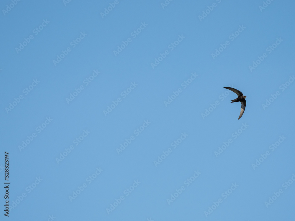 Swift In Flight The common swift (Apus apus) is a medium-sized bird. common swift in ...