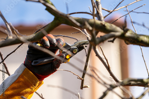 Gardener's hand holding pruning shears and pruning branch. Work in the home garden.