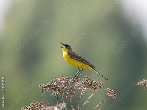 The western yellow wagtail (Motacilla flava) is a small passerine in the wagtail family Motacillidae photo