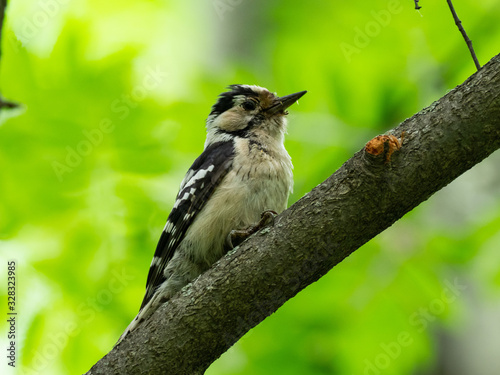 The lesser spotted woodpecker (Dryobates minor) is a member of the woodpecker family Picidae.