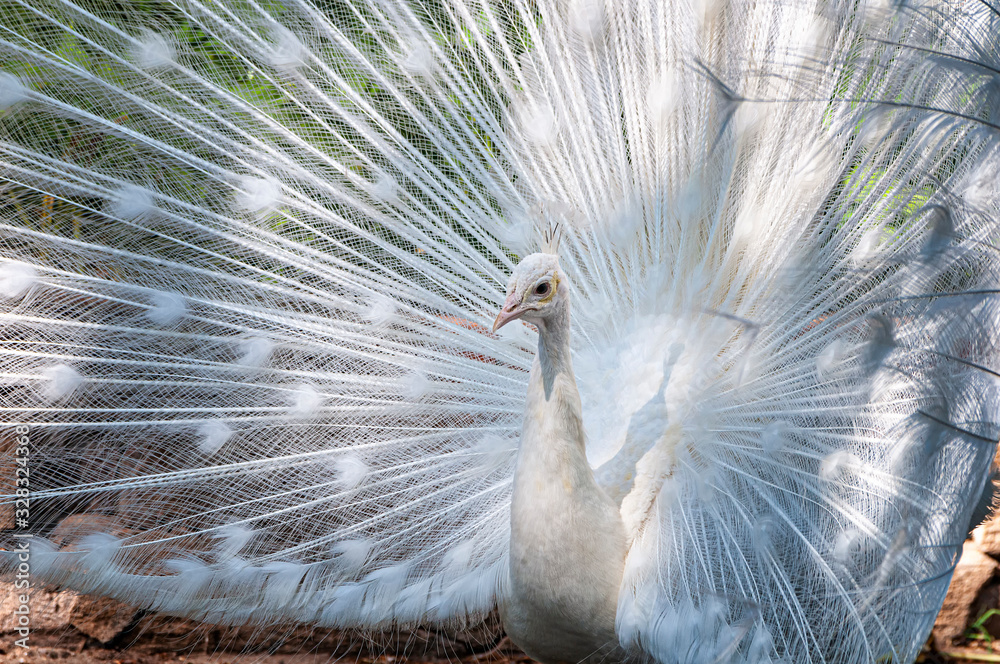 Fototapeta premium White Peafowl