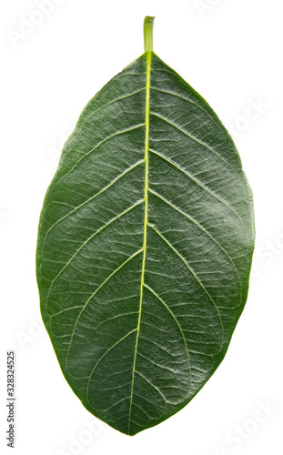 Green leaves  on white background