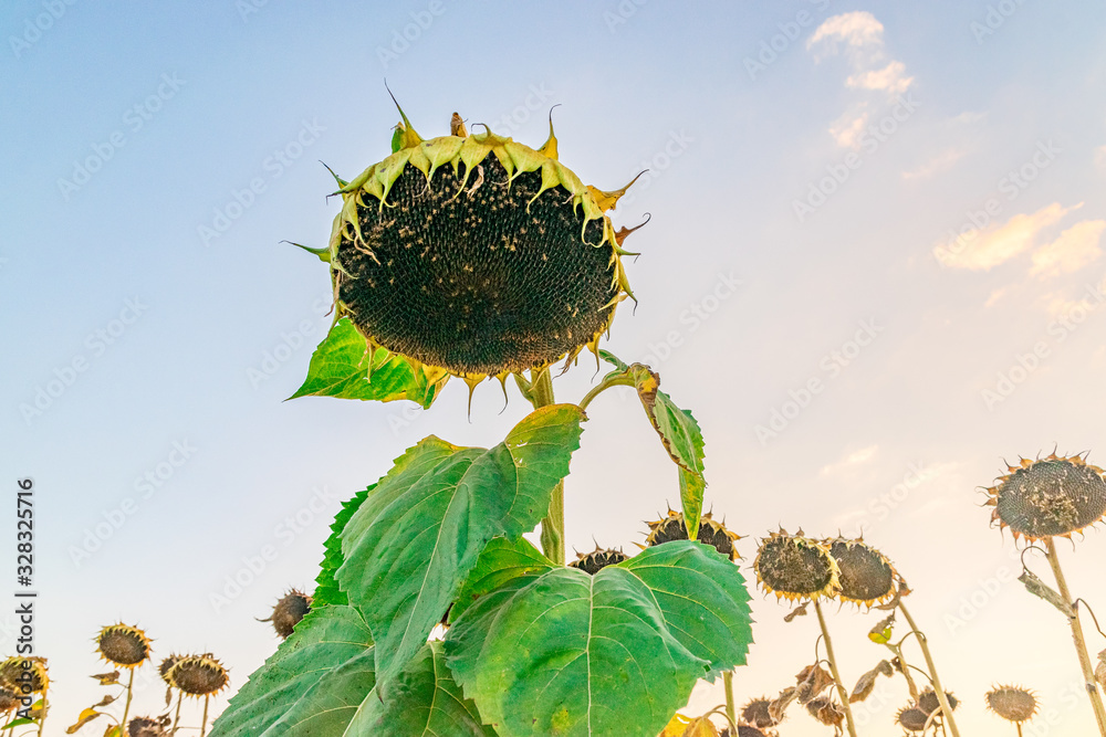 Beautiful sunflower at sunset. Sunflower close up at sunset with beautiful sky. Organic sunflower at sunset close up with a beautiful background