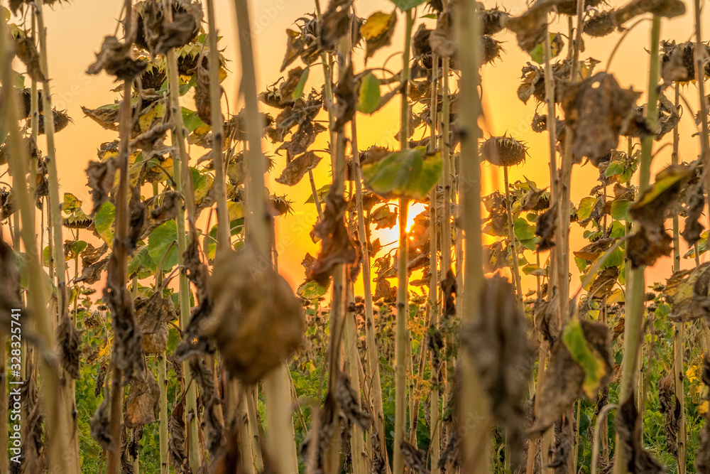 Beautiful sunflowers at sunset. Sunflowers at sunset with a beautiful sky. Organic sunflowers at sunset close up with a beautiful colorful sky