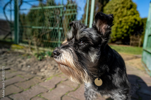 A beautiful miniature schnauzer in a home garden. The dog guards the property.