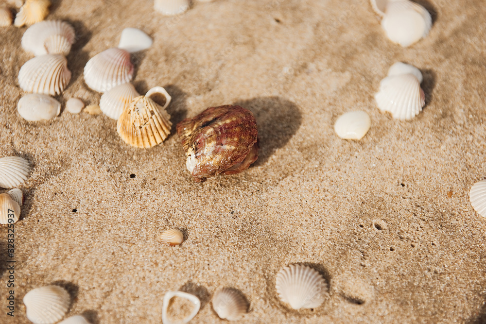 Close up of beach sand with lots of sea shells. Golden hour.