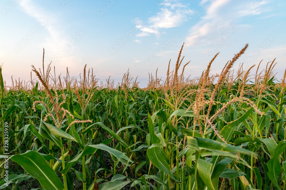 Beautiful green corn field on a sunny summer day with blue sky. Cornfield on a sunny summer day