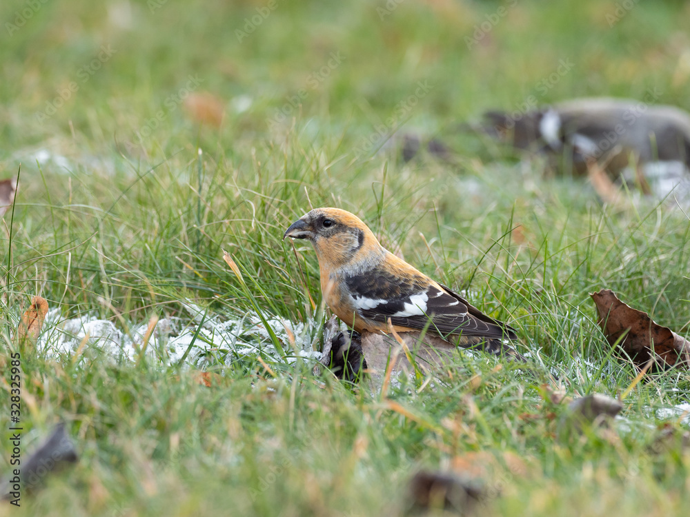 The two-barred crossbill (Loxia leucoptera) is a small passerine bird in the finch family Fringillidae. The two-barred crossbill (Loxia leucoptera) is a small passerine bird in the finch family Fringillidae.