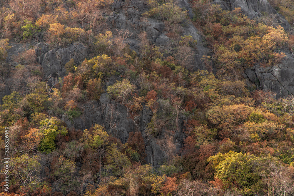 Trees forest on the mountain slope in a nature.