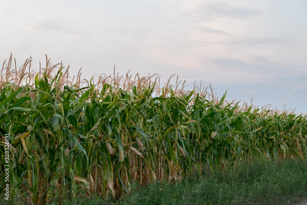 Green corn field at sunset. Corn field at sunset. Organic Corn field